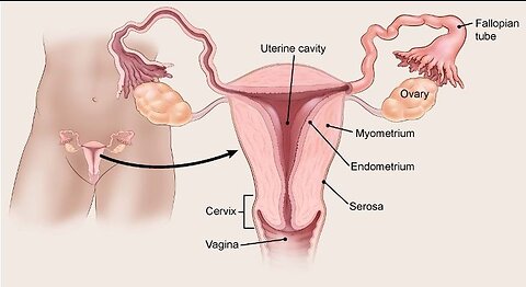 Female Reproductive system