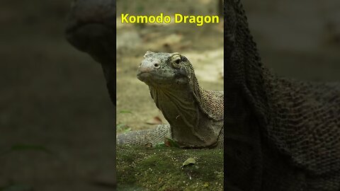 Komodo Dragon