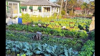 He Makes Thousands Per Month Growing Food In His Yard - HaloNews