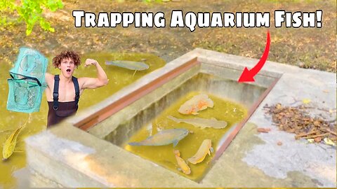 Trapping Exotic AQUARIUM FISH From SEWERS!
