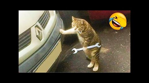 World Best Funniest🤑 Cat vs animal vs Kid 😃 Entertainment Don't Try Laughing 🤣 2024 clips 🫡