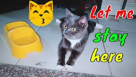 Hungry Stray Female Cat Entering Our House Asking For Food Midnight 2 | Viral Cat