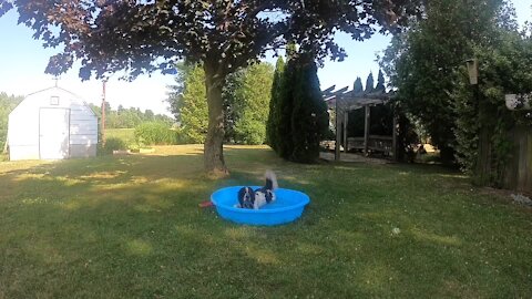 Dog escapes the heat by taking a quick pool time out