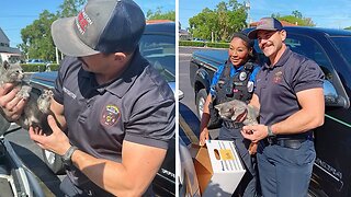 Police rescue kitten from car engine