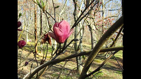 U. T. Arboretum: Spring in Tennessee