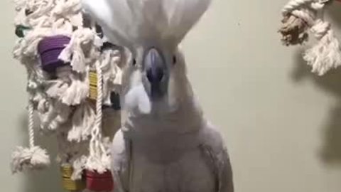 Cockatoo headbands ever time she hears tapping