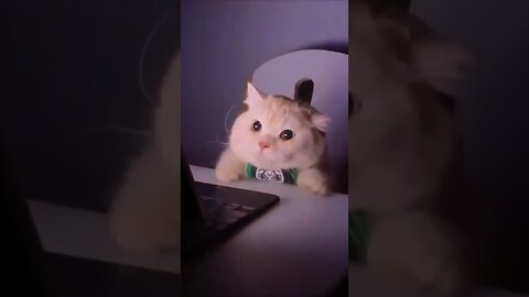 So Cute Cat Funny Video