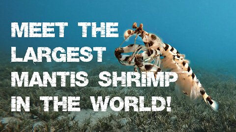 Largest mantis shrimp in the world... And it can swim!
