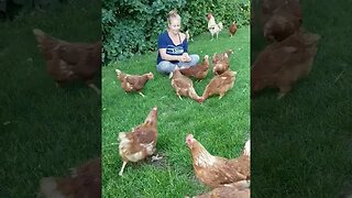 #chickens #layers #freerange #homesteading #homestead #farmanimals #farm #farmlife