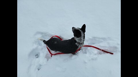 Smudge in the snow (January 25th, 2023)