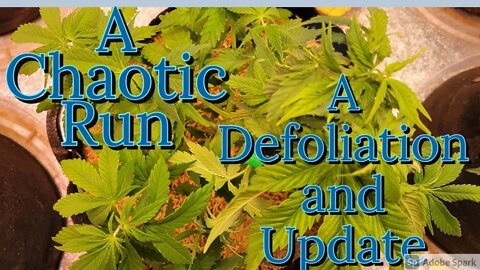 Defoliation and Update #UnitFarm #ACInfinity