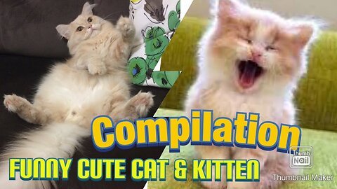 Cut cat 😸 funny 🤣😂😸 video