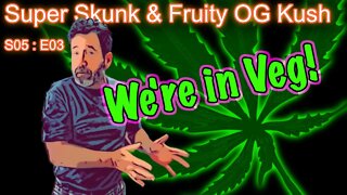 S05 E03 Super Skunk / Fruity OG Kush Organic Cannabis Grow Update