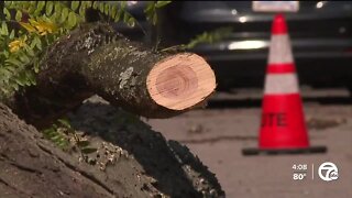 Tree cleanup operations underway in Detroit after Monday's storm