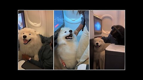 OMG my dog flew in Business class for the first time!!!!