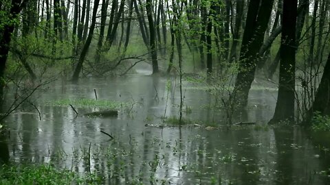 Rainforest Rain Sounds for Sleeping or Studying/Birds & Animals Singing Ambience/ White Noise 10 HRS