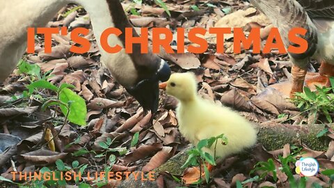 It's Christmas #gosling #goose