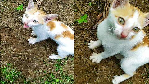 This cat asked to come home because he was alone in the the forest