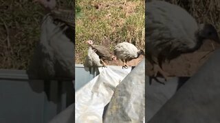 Geese inform me of renegade guinea fowl keets
