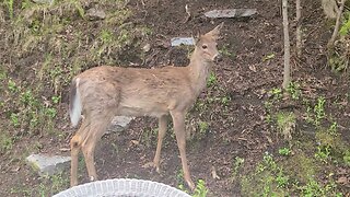 Deer comes alone onto the property