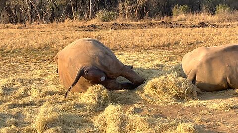 increatble photeg of rhino calf birth