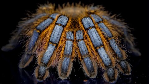 Harpactira pulchries (Golden Blue Leg Baboon Tarantula) #shorts