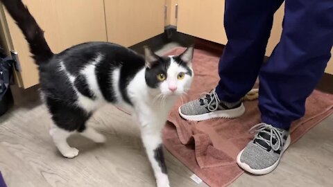 CLEVELAND APL Pet of the Weekend: Moo Moo the cat