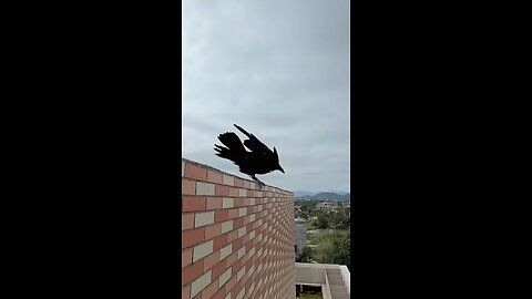 How crows wind surf: balancing on air currents with finesse.