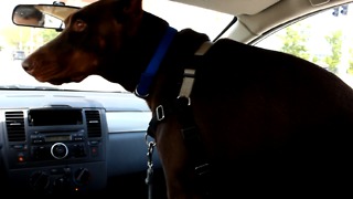 Doberman's priceless reaction to going to the dog park