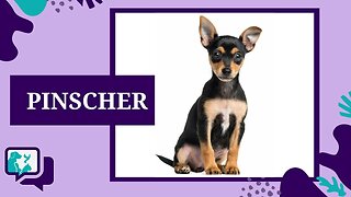 PINSCHER: TUDO SOBRE A RAÇA