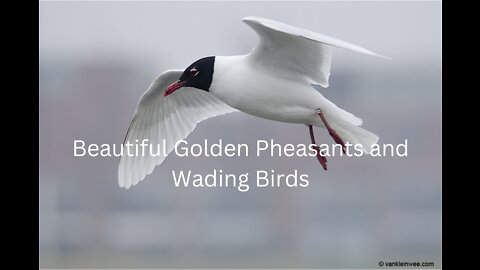 Beautiful Golden Pheasants and Wading Birds