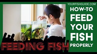 Do Fish Know When To Stop Eating? ~ A MUST Watch Before Feeding Your Fish