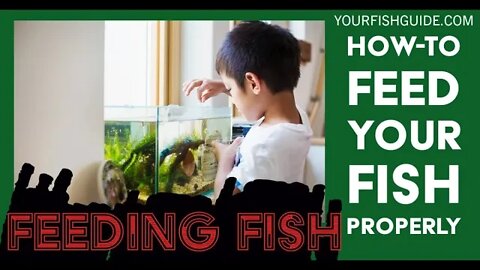 Do Fish Know When To Stop Eating? ~ A MUST Watch Before Feeding Your Fish