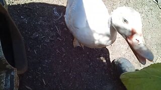 Muscovy Duck likes his greens 27th September 2020