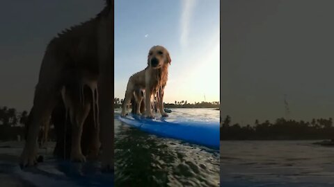 Pet Dog Surfing🐶🐶🐶🐶 # Shorts