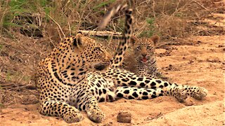 Cute leopard cub loves to play with his mother's tail