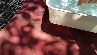 Indian Runner Duckling 17 days old, first time in the water ( Video 5 )