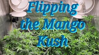 Flipping the Mango Kush to Flower #MarsHydro #TSW2000 #RootedLeaf