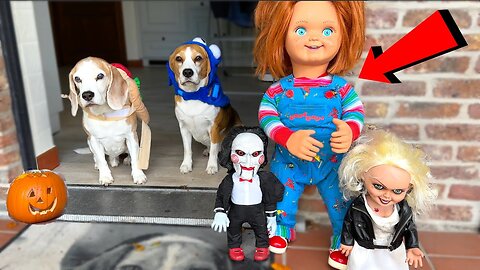 Funny dogs Halloween Scary Dolls Trick or treat