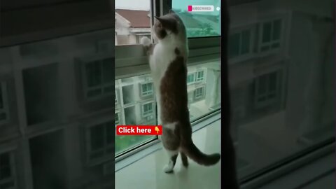 cute cat videos 😹funny videos 😂1250 😻#shorts