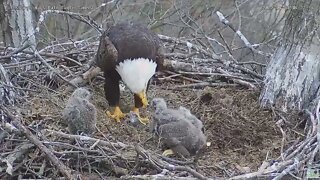 Hays Bald Eagles H18 finds a way to get fed and swallows a fish tail 2022 04 11 932am