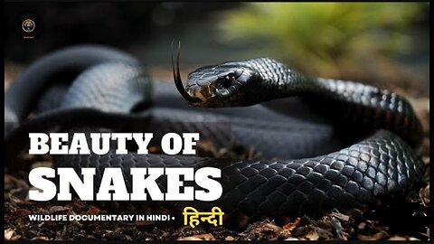 Snake beauty-snake documentary