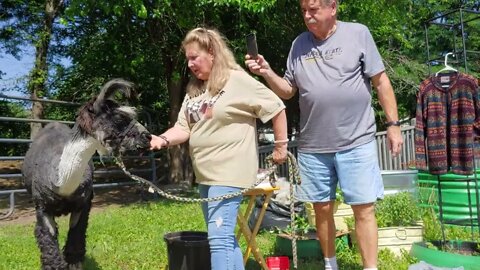 "Joseph's Storehouse Llama Class," host Pam Wining & "Skip Out."