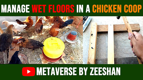 Winter Chicken Coop home construction, Control Wet Floor from Cold Aseel Murga Murgi Misri Murgi