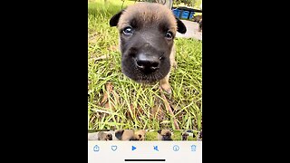 Adorable, Belgian Malinois puppy growls at the camera