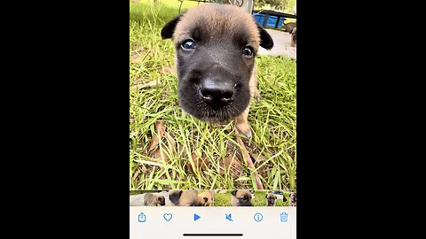 Adorable, Belgian Malinois puppy growls at the camera