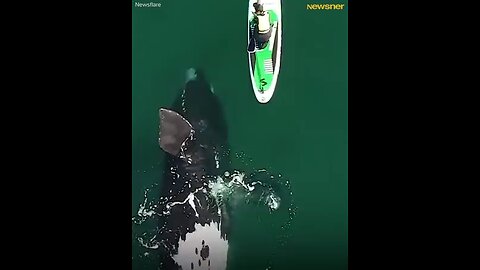 Giant whale 🐳 appraches unsuspecting paddel boarder