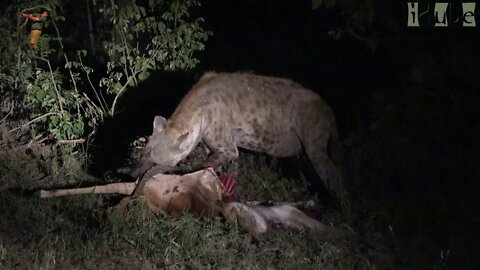 Scotia Female Leopard Loses A Meal To A Hyena