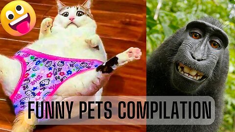 Funniest Animals Videos😂 - Best Cats😹 and Dogs🐶 Videos 2022!