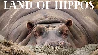 into the wild: Hippopotamus